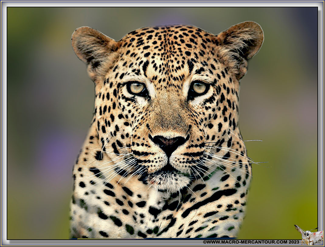 LEOPARD